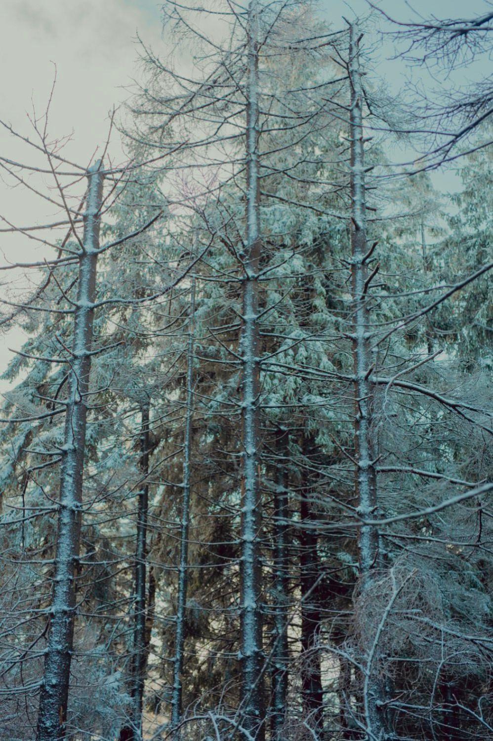 Wataha Pod Basztami - Alfa - Domki Caloroczne Radkow Exterior foto